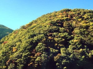 紅葉10月18日