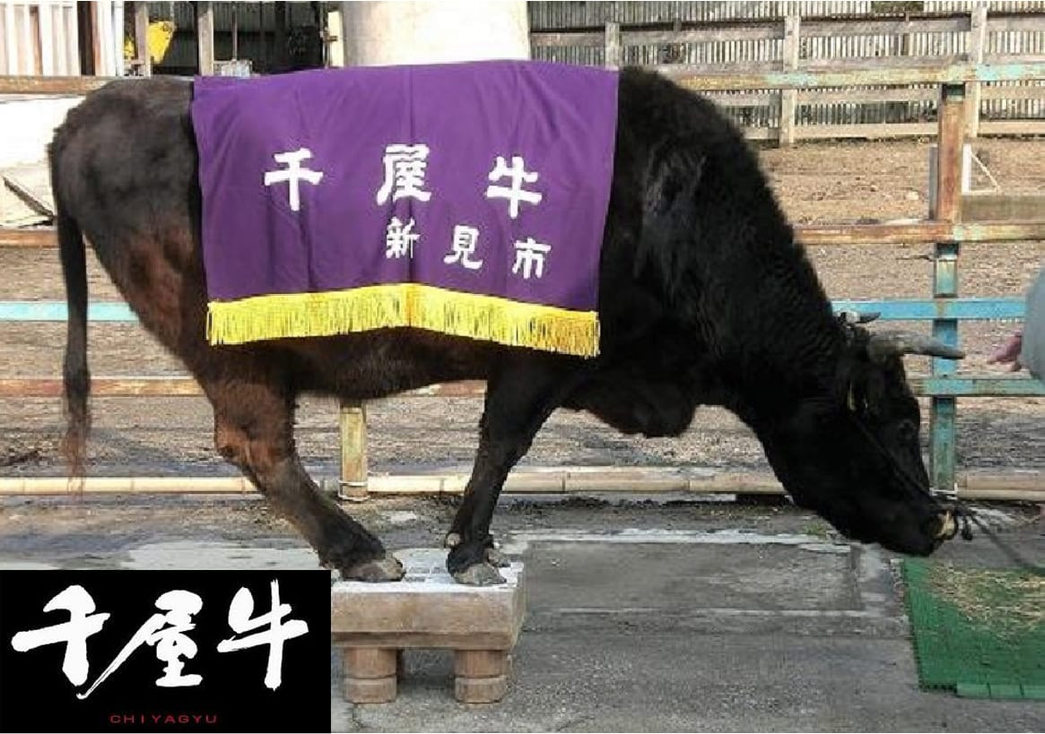 千屋牛